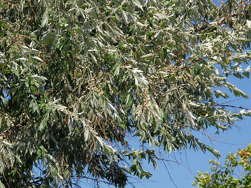 Eleagnus angustifolia